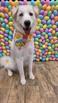 Great Pyrenees and Golden Retriever Dogs Available for Adoption in Sudbury, Massachusetts - Cream | PetCurious