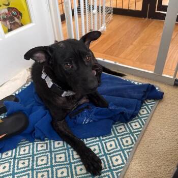 Cady -  Mixed Breed Dog for Adoption in Fredericksburg, Virginia - Cady | PetCurious