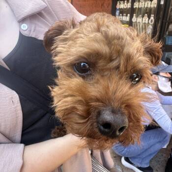 Milk Tea -  Poodle Dog for Adoption in Los Angeles, California - Milk Tea | PetCurious