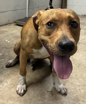 Grant -  Pit Bull Terrier and Mixed Breed Dog for Adoption in Gainesville, Florida - Grant | PetCurious