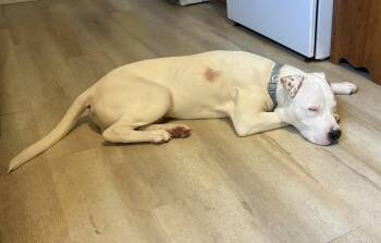 Dumpling -  Pit Bull Terrier Dog for Adoption in Germantown, Ohio - Dumpling | PetCurious
