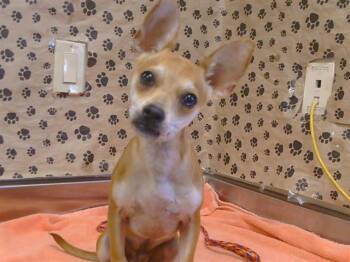 SQUIRT -  Chihuahua Dog for Adoption in Sacramento, California - SQUIRT | PetCurious