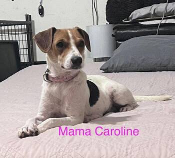 Jack Russell Terrier Dogs Available for Adoption in Newport, Kentucky - Caroline | PetCurious