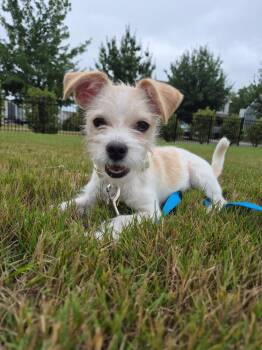 Gizmo -  Chihuahua and Miniature Poodle Dog for Adoption in Concord, North Carolina - Gizmo | PetCurious