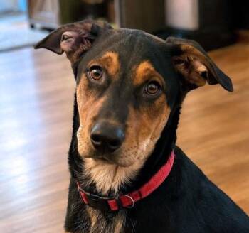 Ronnie (AO36880) -  Australian Cattle Dog Blue Heeler Dog for Adoption in Kansas City, Kansas - Ronnie (AO36880) | PetCurious