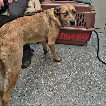 Brandy -  Australian Shepherd and Mixed Breed Dog for Adoption in Parkersburg, West Virginia - Brandy | PetCurious