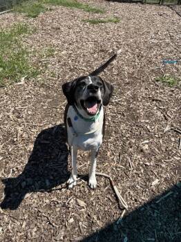OUTLAW -  Great Dane and Mixed Breed Dog for Adoption in Leesburg, Virginia - OUTLAW | PetCurious