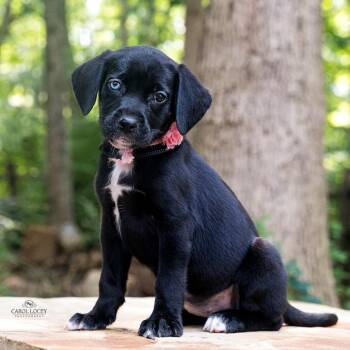 Dolly -  Labrador Retriever and Boxer Dog for Adoption in Cincinnati, Ohio - Dolly | PetCurious