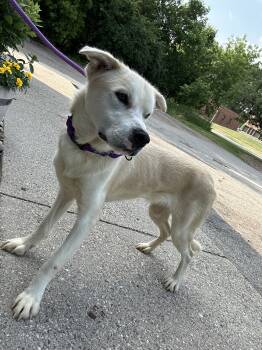Rescue Husky and Mixed Breed Dogs for Adoption in Fennville, Michigan - Goose | PetCurious