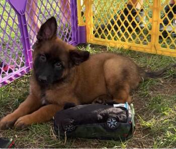 Belgian Shepherd Malinois and German Shepherd Dog Dogs Available for Adoption in Kannapolis, North Carolina - Glenda | PetCurious