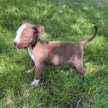 652 (2026) Clover -  Pit Bull Terrier and Mixed Breed Dog for Adoption in Parker, Colorado - 652 (2026) Clover | PetCurious