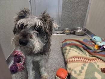 Derek -  Miniature Schnauzer Dog for Adoption in Hamilton, Montana - Derek | PetCurious