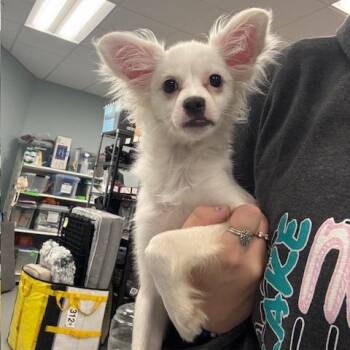 Bolt -  Chihuahua and Mixed Breed Dog for Adoption in Mooresville, North Carolina - Bolt | PetCurious