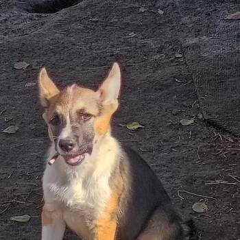 Hank -  German Shepherd Dog and Pit Bull Terrier Dog for Adoption in Salisbury, Maryland - Hank | PetCurious