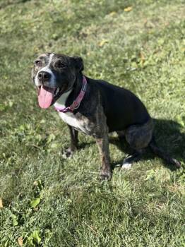 Willow -  Terrier Dog for Adoption in Chambersburg, Pennsylvania - Willow | PetCurious