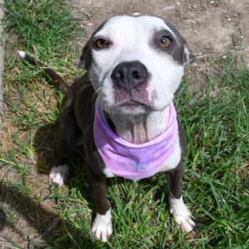 ZOE -  Pit Bull Terrier Dog for Adoption in Beaumont, Texas - ZOE | PetCurious
