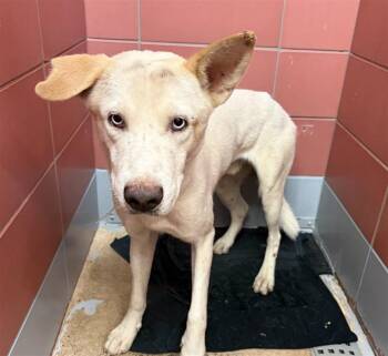 BEAUX -  Siberian Husky and Mixed Breed Dog for Adoption in Houston, Texas - BEAUX | PetCurious