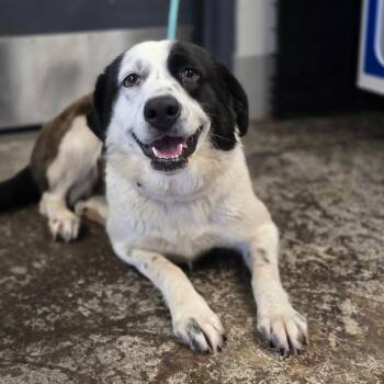 Amandla Stenberg -  Border Collie and Great Pyrenees Dog Available for Adoption in Enid, Oklahoma - Amandla Stenberg | PetCurious