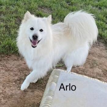 Rescue Spitz and Mixed Breed Dogs for Adoption - Arlo | PetCurious
