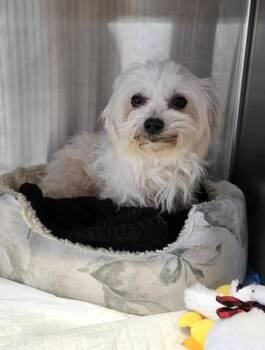 Maltese Dogs Available for Adoption - Misty | PetCurious