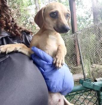 A657370 -  Chihuahua and Rat Terrier Dog for Adoption in Houston, Texas - A657370 | PetCurious