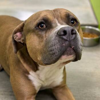 Bea2239 -  Pit Bull Terrier Dog for Adoption in San Jacinto, California - Bea2239 | PetCurious