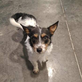 Terrier Dogs Available for Adoption - Penelope | PetCurious