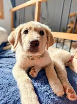 Labrador Retriever Dogs Available for Adoption in Calgary, Alberta - Ripley | PetCurious