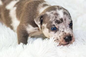 Jade- Mama Ruby Anns gemstones -  Pit Bull Terrier Dog for Adoption in Carmel Hamlet, New York - Jade- Mama Ruby Anns Gemstones | PetCurious