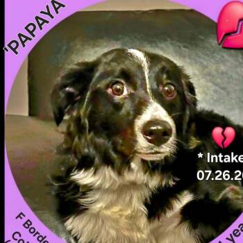 Papaya -  Border Collie and Mixed Breed Dog for Adoption - Papaya | PetCurious