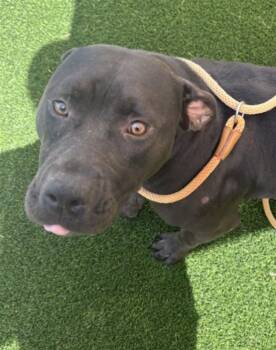 WINNIE -  Pit Bull Terrier and American Bulldog Dog for Adoption in Texas City, Texas - WINNIE | PetCurious