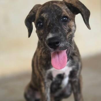 Sweet Potato BF3 -  Mixed Breed Dog for Adoption in Isabela, Isabela - Sweet Potato BF3 | PetCurious