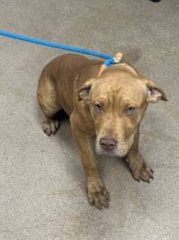 Rescue Mixed Breed Dogs for Adoption in Chamblee, Georgia - Nebraska | PetCurious