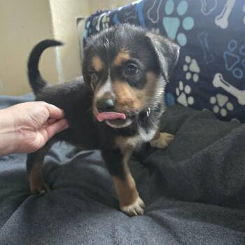 Shepherd Dogs Available for Adoption in Seguin, Texas - Blake | PetCurious