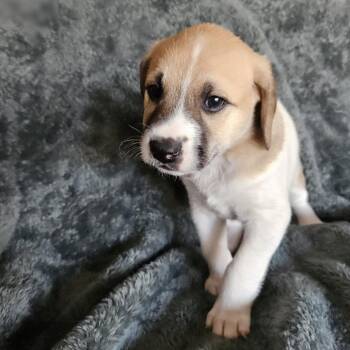 Beagle and Feist Dogs Available for Adoption - Tommy | PetCurious