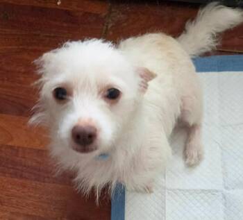 Jillian -  Rat Terrier and Chihuahua Dog for Adoption in Hammond, Louisiana - Jillian | PetCurious