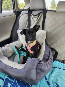 Zoe -  Chihuahua Dog for Adoption in Yuba City, California - Zoe | PetCurious