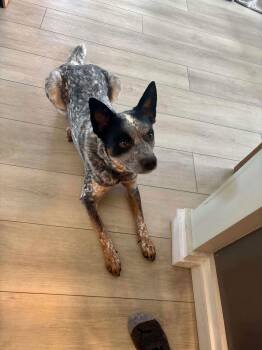 Moby (URGENT Foster or Adopter Needed!) -  Australian Cattle Dog Blue Heeler Dog for Adoption in Westwood, New Jersey - Moby (URGENT Foster Or Adopter Needed!) | PetCurious