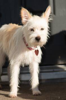 Rescue Terrier Dogs for Adoption in Richmond, Texas - Tropicana | PetCurious