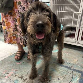 Olive -  Chocolate Labrador Retriever and Standard Poodle Dog for Adoption in Coos Bay, Oregon - Olive | PetCurious