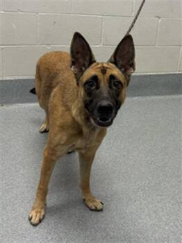POOH BEAR -  Belgian Shepherd Malinois Dog for Adoption in Indianapolis, Indiana - POOH BEAR | PetCurious