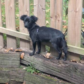 Dolly -  Chihuahua Dog for Adoption in Pembroke, Massachusetts - Dolly | PetCurious