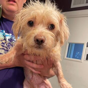 Barney -  Terrier and Mixed Breed Dog Available for Adoption in San Francisco, California - Barney | PetCurious
