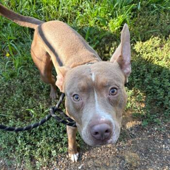 John Wick -  Pit Bull Terrier Dog for Adoption in West Des Moines, Iowa - John Wick | PetCurious
