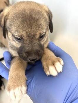 A659231 -  Black Mouth Cur Dog for Adoption in Houston, Texas - A659231 | PetCurious
