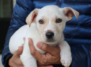 Rescue Terrier and Labrador Retriever Dogs for Adoption in Pflugerville, Texas - Matcha | PetCurious