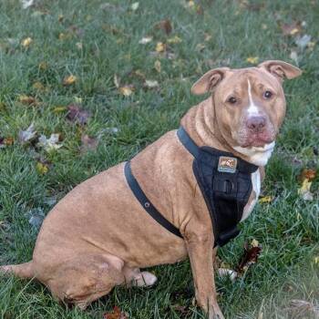 Rescue Pit Bull Terrier Dogs for Adoption - Papa Elf | PetCurious