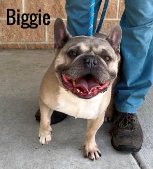 Biggie -  French Bulldog Dog for Adoption in Pleasantville, New Jersey - Biggie | PetCurious