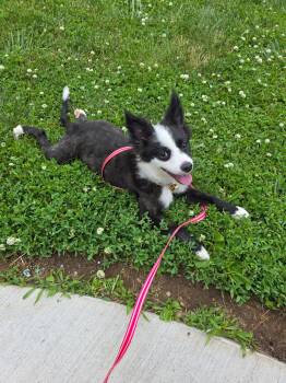 Prada -  Pomeranian Dog for Adoption in Mooresville, Indiana - Prada | PetCurious