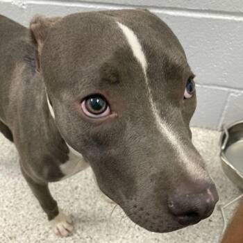 Dottie -  American Staffordshire Terrier Dog for Adoption in Lake Havasu City, Arizona - Dottie | PetCurious